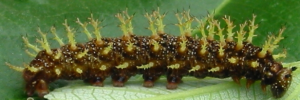Larvae